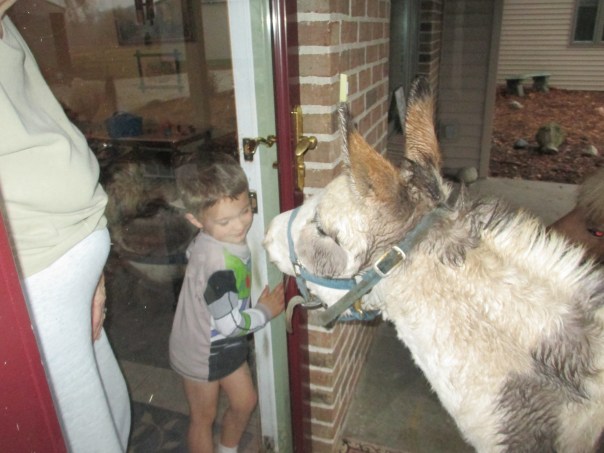 Dunkay our donkey wants in the house