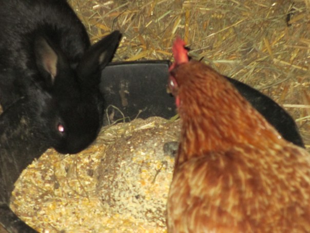 Black bunny that lives with the chickens