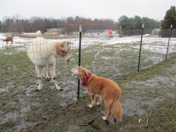 Cody and Sammy the Llama