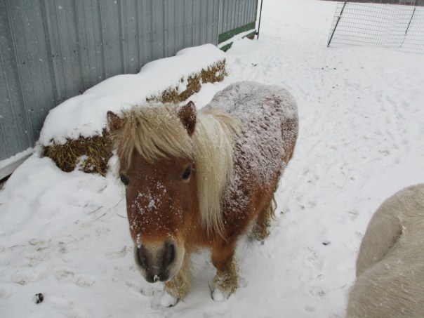 Snowy Horse...Laci the mini tank
