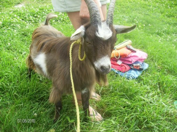 Billy Our First 'Butting' Goat