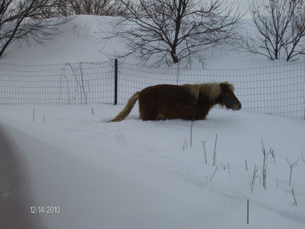 The snow almost takes my horse away!  Where is Sparky???