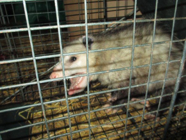 Another Possum