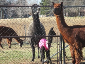 barn video goats tators 019