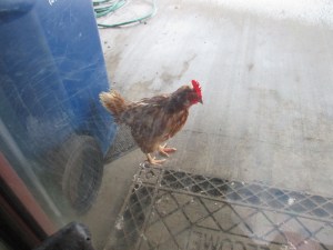 chicke, bisk chip chad movie 030